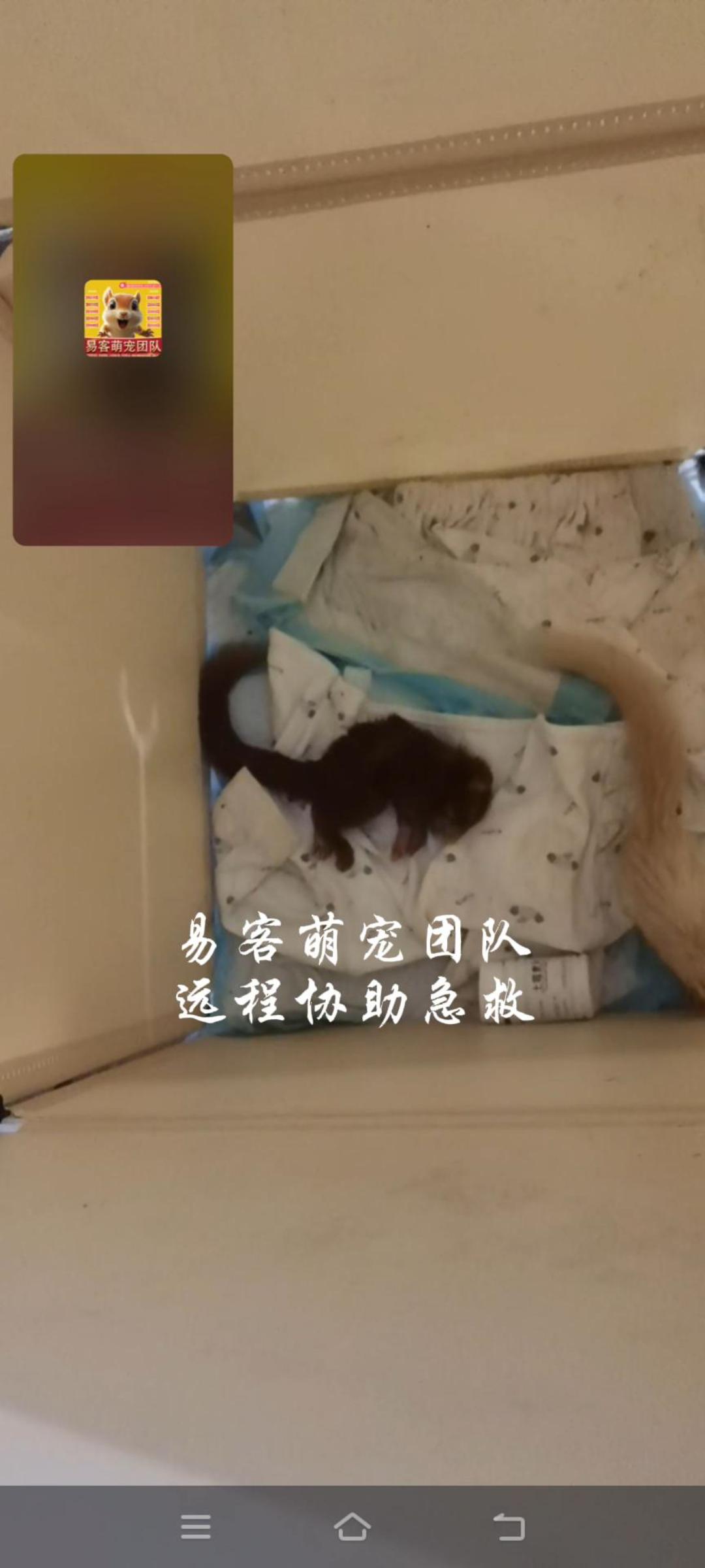江苏小姐姐的富贵红小松鼠，洗澡吹风后，失温➕严重应激，导致瘫软无力，状态不好。直接远程视频，手把手进行教学指导，急救小松鼠!-易客萌宠官方网站
