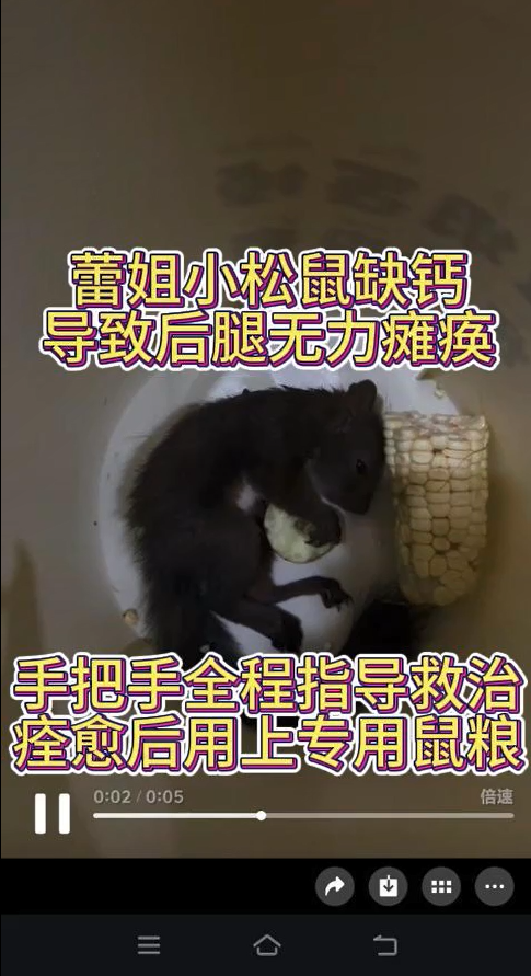 江苏蕾姐的魔王松鼠每天吃坚果水果，缺钙导致后腿无力瘫痪，手把手远程教学，诊断用💊，没几天瘫痪症状就恢复了。-易客萌宠官方网站