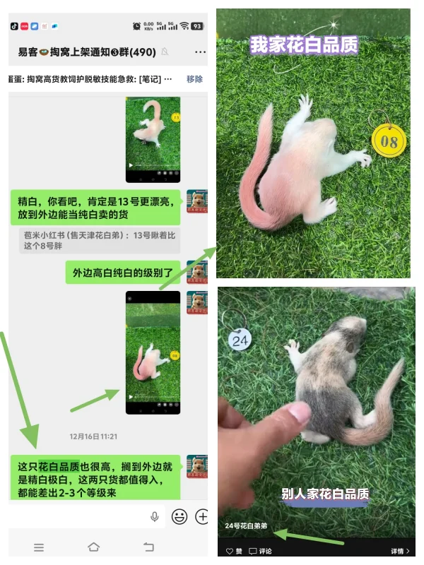 分清优劣!源头养殖场直发和平台松鼠的天数、品质对比-易客萌宠官方网站
