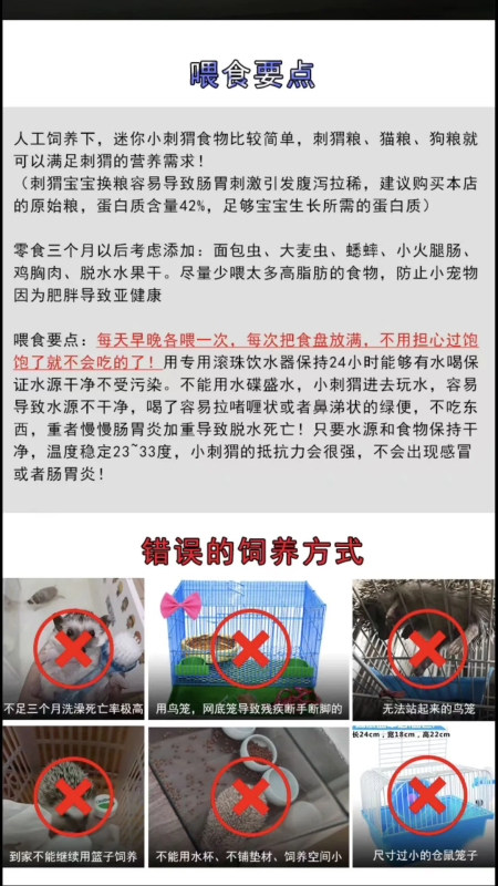 非洲迷你刺猬饲养攻略-易客萌宠官方网站