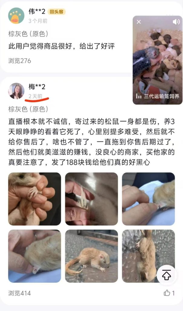 图片[2]-还在认为平台和直播间买松鼠,有第三方平台担保,所以有保障？-【易客萌宠官网】