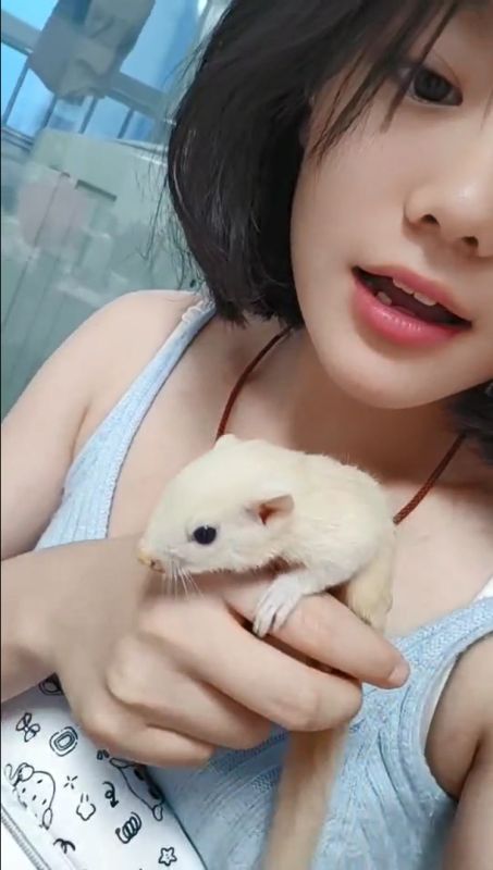 廊坊小姐姐反馈，松鼠到家很多天了，很健康，很活泼，很亲人粘人，吃的非常好，感谢易客萌宠帮小姐姐挑的kk，大家想买小松鼠，可以联系下易客萌宠，kk 特别健康。-易客萌宠官方网站