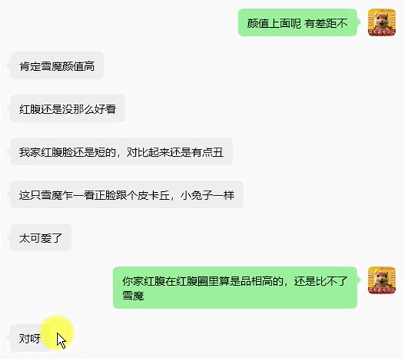 浙江小姐姐夸咱家雪魔品相好性格好颜值高乖巧-易客萌宠官方网站