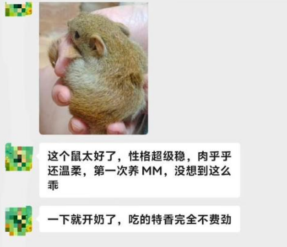 北京小姐姐的黄金背黄山松鼠到家,小姐姐对于品相、性格、乖巧程度,一直夸赞不绝,感谢小姐姐对易客萌宠家的认可,专业挑好鼠,稀有高货。-易客萌宠官方网站