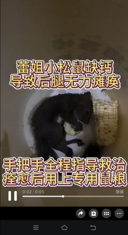 江苏蕾姐的魔王松鼠每天吃坚果水果,缺钙导致后腿无力瘫痪,手把手远程教学,诊断用💊,没几天瘫痪症状就恢复了。-易客萌宠官方网站
