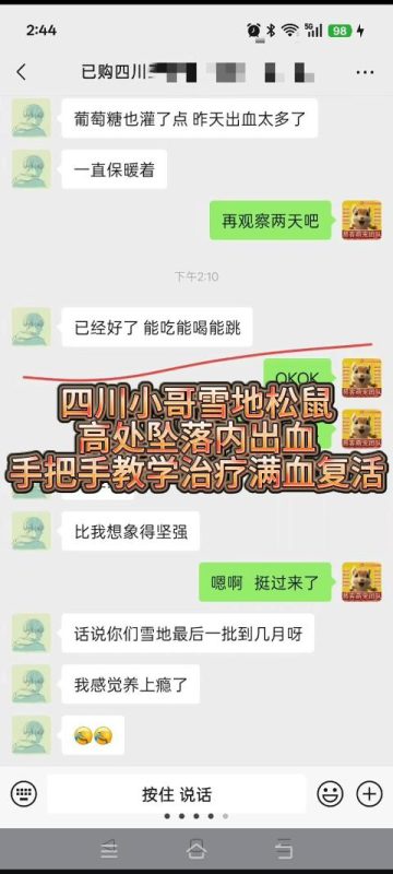 四川小哥的雪地松鼠幼崽到家3天,从高处坠落,造成内出血,咱们手把手进行教学治疗,专业急救,喂药两次,小松鼠满血复活,救回一条小生命!-易客萌宠官方网站