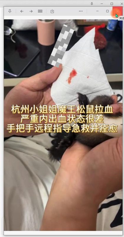 杭州蕾姐他嫂子的魔王小松鼠内出血严重,状态很差,远程手把手进行指导教学,用药急救,没几天内出血就痊愈了。-易客萌宠官方网站