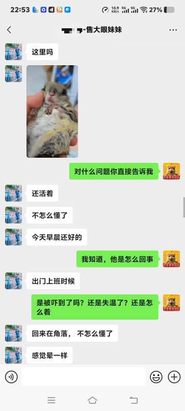 协助上海大哥急救大眼飞鼠➕14🏥-【易客萌宠官网】