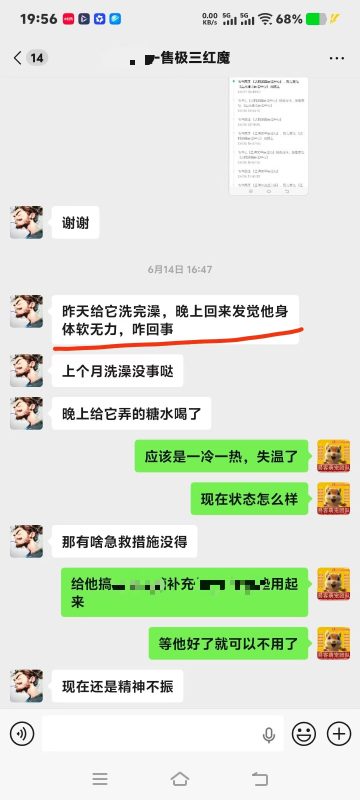 四川小哥的魔王松鼠洗完澡浑身瘫软无力,精神不振,严重失温,第一时间远程协助急救,状态恢复以后,全程跟踪指导教学直到痊愈。-易客萌宠官方网站