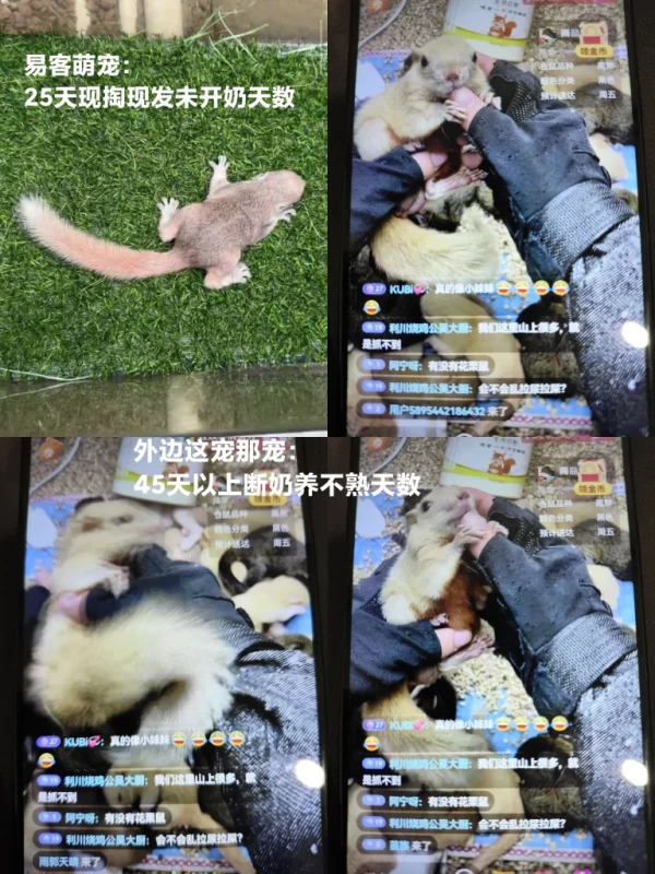 红腹松鼠26条购前声明-【易客萌宠官网】