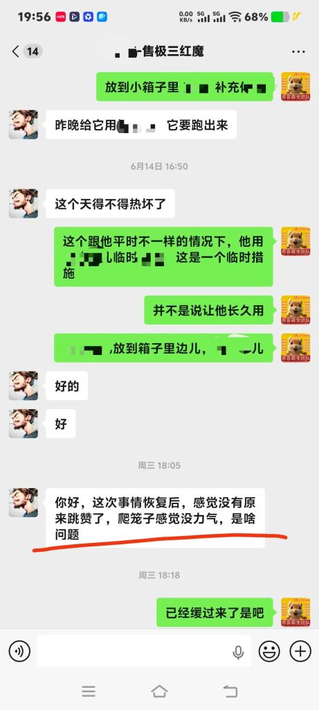 图片[2]-四川小哥的魔王松鼠洗完澡浑身瘫软无力，精神不振，严重失温，第一时间远程协助急救，状态恢复以后，全程跟踪指导教学直到痊愈。-易客萌宠官方网站