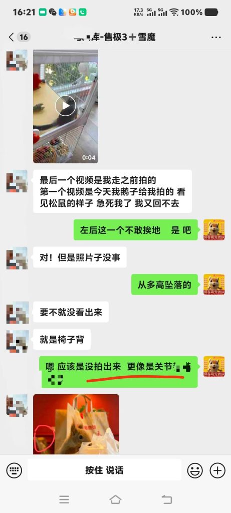 图片[2]-北京空姐的魔王松鼠从高处坠落，后腿瘫痪，去医院拍片查不出任何问题，把小姐姐急哭了，远程协助指导救治，教学用药及用量，直到痊愈。-易客萌宠官方网站