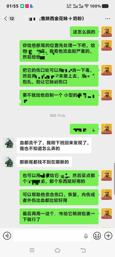 图片[2]-陕西小哥的白化金花松鼠，尾巴严重撕裂出血，第一时间找我求助，手把手进行全程指导教学急救-易客萌宠官方网站