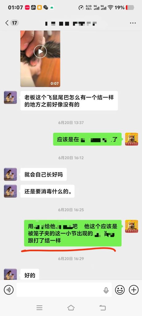 图片[2]-做异宠最踏实的，就是客户大眼飞鼠有任何小问题第一时间来找我，我全程给解决方案‼️-【易客萌宠官网】