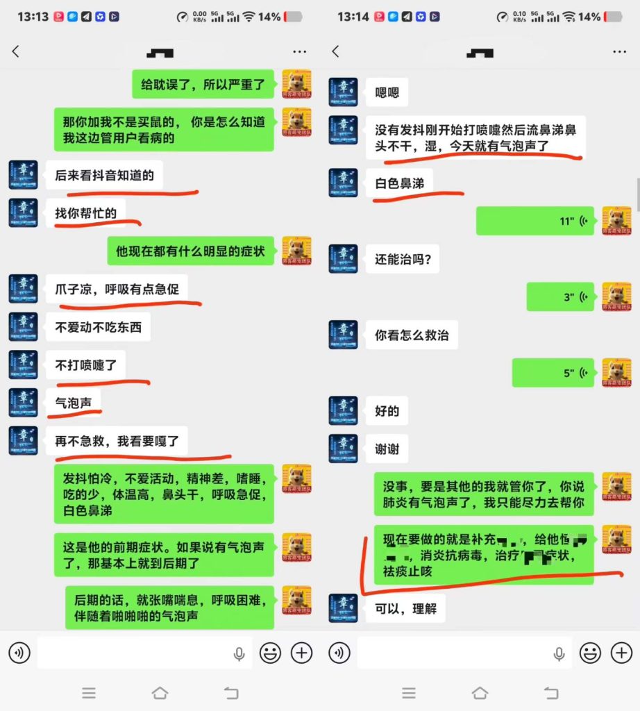 图片[2]-唐山大哥的40多天小魔王松鼠，到家刚三天就开始打喷嚏流鼻涕，商家告知不用用药，硬生生把感冒拖成肺炎后期。-【易客萌宠官网】