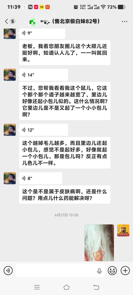 图片[2]-北京客户家极白松鼠皮肤问题答疑完毕，小擦伤拖延引发继发皮肤状况，专属养护方案已安排。-【易客萌宠官网】