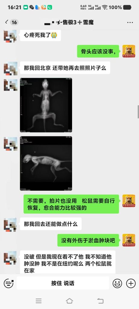 图片[3]-北京空姐的魔王松鼠从高处坠落，后腿瘫痪，去医院拍片查不出任何问题，把小姐姐急哭了，远程协助指导救治，教学用药及用量，直到痊愈。-易客萌宠官方网站
