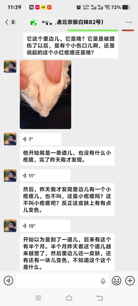 图片[3]-北京客户家极白松鼠皮肤问题答疑完毕，小擦伤拖延引发继发皮肤状况，专属养护方案已安排。-【易客萌宠官网】