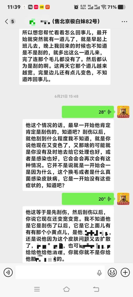 图片[4]-北京客户家极白松鼠皮肤问题答疑完毕，小擦伤拖延引发继发皮肤状况，专属养护方案已安排。-【易客萌宠官网】