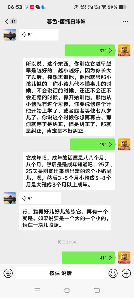 图片[5]-石家庄养松鼠大哥专属脱敏训鼠干货，手把手教你把炸毛凶鼠盘成粘人跟屁鼠‼️-易客萌宠官方网站