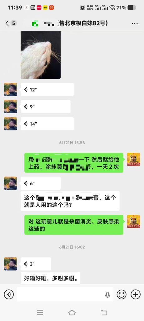 图片[5]-北京客户家极白松鼠皮肤问题答疑完毕，小擦伤拖延引发继发皮肤状况，专属养护方案已安排。-【易客萌宠官网】