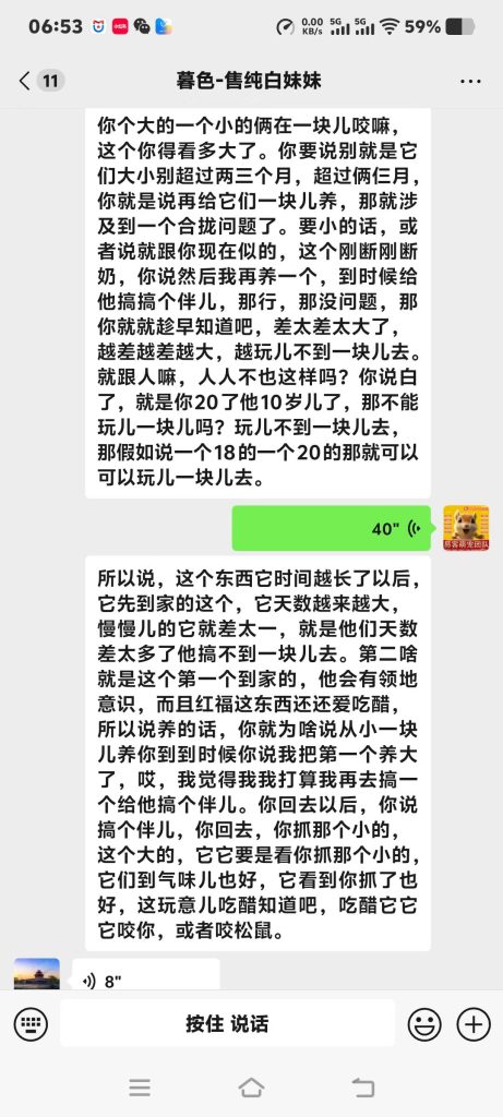 图片[6]-石家庄养松鼠大哥专属脱敏训鼠干货，手把手教你把炸毛凶鼠盘成粘人跟屁鼠‼️-易客萌宠官方网站