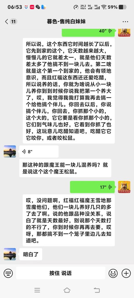 图片[7]-石家庄养松鼠大哥专属脱敏训鼠干货，手把手教你把炸毛凶鼠盘成粘人跟屁鼠‼️-易客萌宠官方网站
