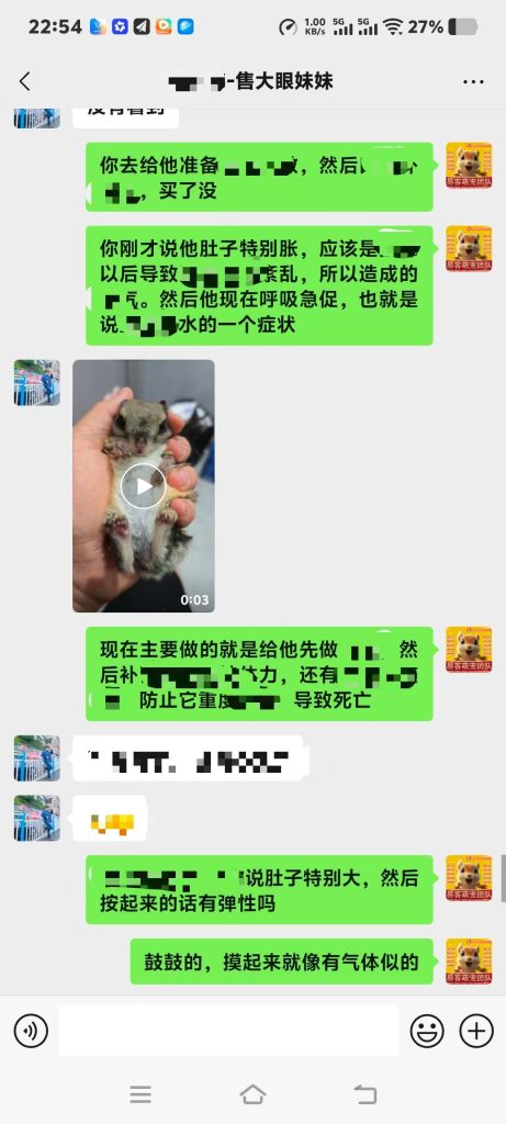 图片[7]-协助上海大哥急救大眼飞鼠➕14🏥-【易客萌宠官网】