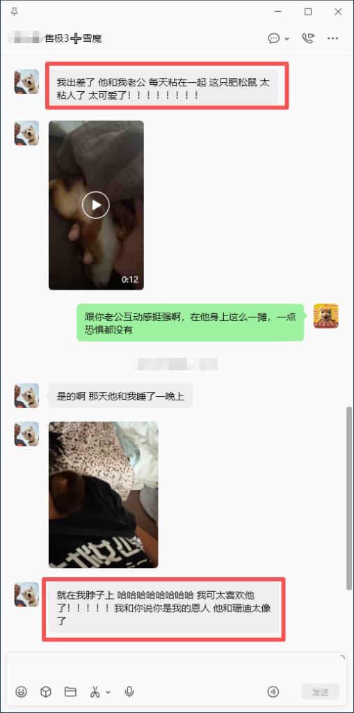 图片[10]-北京小姐姐雪魔收货好评反馈➕26🎉北京小姐姐找一只一模一样的像之前已故珊迪的雪魔，而且要最胖的，那就把最肥最胖最像珊迪的一只雪魔优先选给小姐姐，满足小姐姐心愿💗-【易客萌宠官网】