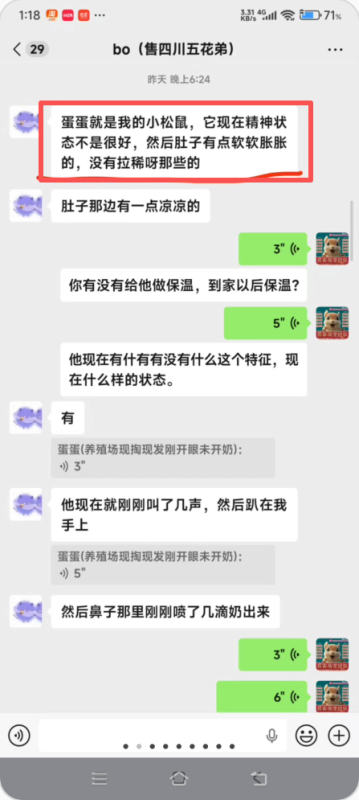 帮bo小姐姐救回呛奶小松鼠幼崽一只，功德和好评+1!!-【易客萌宠官网】