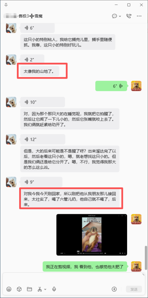 图片[6]-北京小姐姐雪魔收货好评反馈➕26🎉北京小姐姐找一只一模一样的像之前已故珊迪的雪魔，而且要最胖的，那就把最肥最胖最像珊迪的一只雪魔优先选给小姐姐，满足小姐姐心愿💗-【易客萌宠官网】