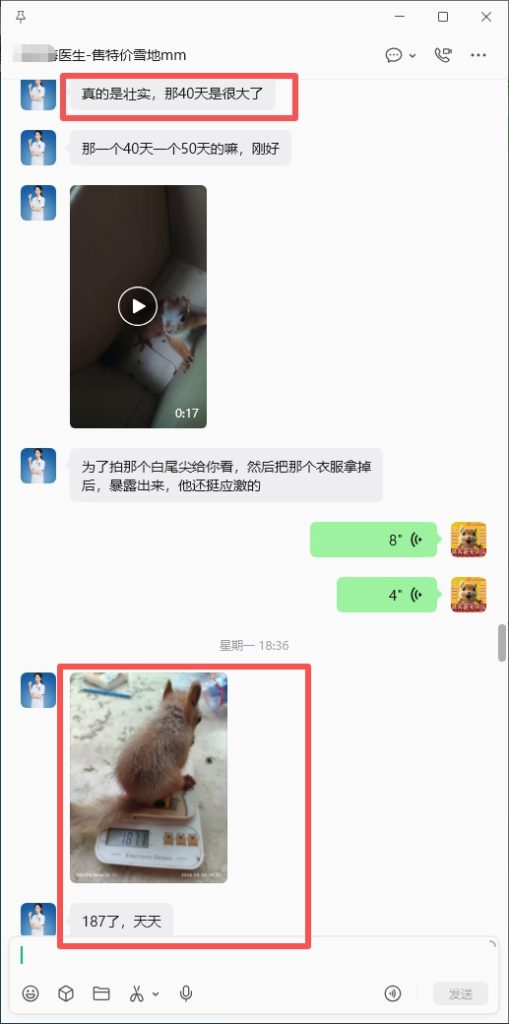 图片[4]-海南小姐姐为了感谢我把雪地松鼠从河北发到广东在托人转折到海南，雪地幼崽到家直接跟我姓，感谢对我家的认可。-【易客萌宠官网】