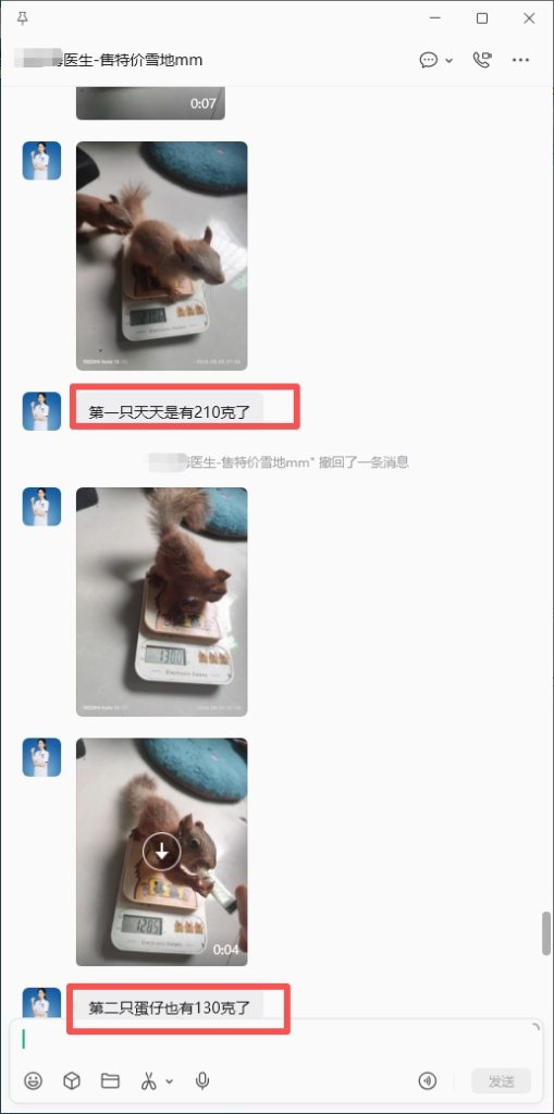 图片[7]-海南小姐姐为了感谢我把雪地松鼠从河北发到广东在托人转折到海南，雪地幼崽到家直接跟我姓，感谢对我家的认可。-【易客萌宠官网】