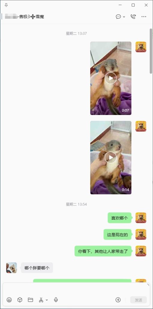 图片[1]-北京小姐姐雪魔收货好评反馈➕26🎉北京小姐姐找一只一模一样的像之前已故珊迪的雪魔，而且要最胖的，那就把最肥最胖最像珊迪的一只雪魔优先选给小姐姐，满足小姐姐心愿💗-【易客萌宠官网】