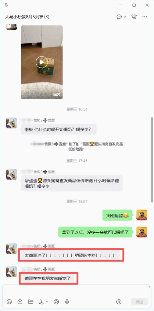 图片[3]-北京小姐姐雪魔收货好评反馈➕26🎉北京小姐姐找一只一模一样的像之前已故珊迪的雪魔，而且要最胖的，那就把最肥最胖最像珊迪的一只雪魔优先选给小姐姐，满足小姐姐心愿💗-【易客萌宠官网】