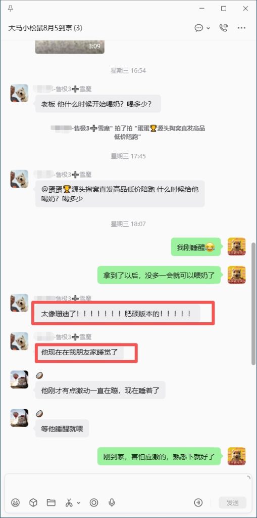 图片[4]-北京小姐姐雪魔收货好评反馈➕26🎉北京小姐姐找一只一模一样的像之前已故珊迪的雪魔，而且要最胖的，那就把最肥最胖最像珊迪的一只雪魔优先选给小姐姐，满足小姐姐心愿💗-【易客萌宠官网】