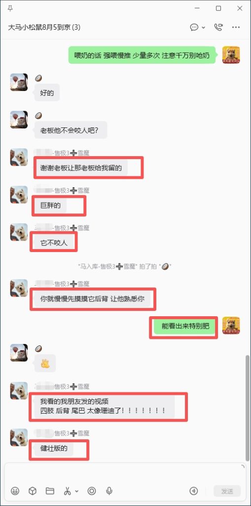 图片[5]-北京小姐姐雪魔收货好评反馈➕26🎉北京小姐姐找一只一模一样的像之前已故珊迪的雪魔，而且要最胖的，那就把最肥最胖最像珊迪的一只雪魔优先选给小姐姐，满足小姐姐心愿💗-【易客萌宠官网】